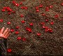 415Smallville0711.jpg
