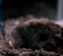 Filename=SPN_1670.jpg
Filesize=54KiB
Dimensions=1280x720
Date added=Sep 30, 2021 SPN_1670.jpg