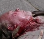 SPN_1508.jpg