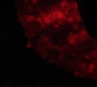 SPN_0792.jpg