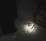Filename=SPN_0891.jpg
Filesize=51KiB
Dimensions=1280x720
Date added=Sep 28, 2021 SPN_0891.jpg