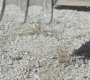 Filename=SPN_0418.jpg
Filesize=216KiB
Dimensions=1280x720
Date added=Sep 30, 2021 SPN_0418.jpg