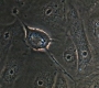 SPN_1042.jpg