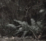 SPN_1002.jpg
