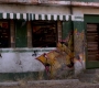 Filename=SPN_1319.jpg
Filesize=114KiB
Dimensions=1280x720
Date added=Sep 30, 2021 SPN_1319.jpg