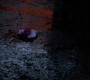 SPN_1041.jpg