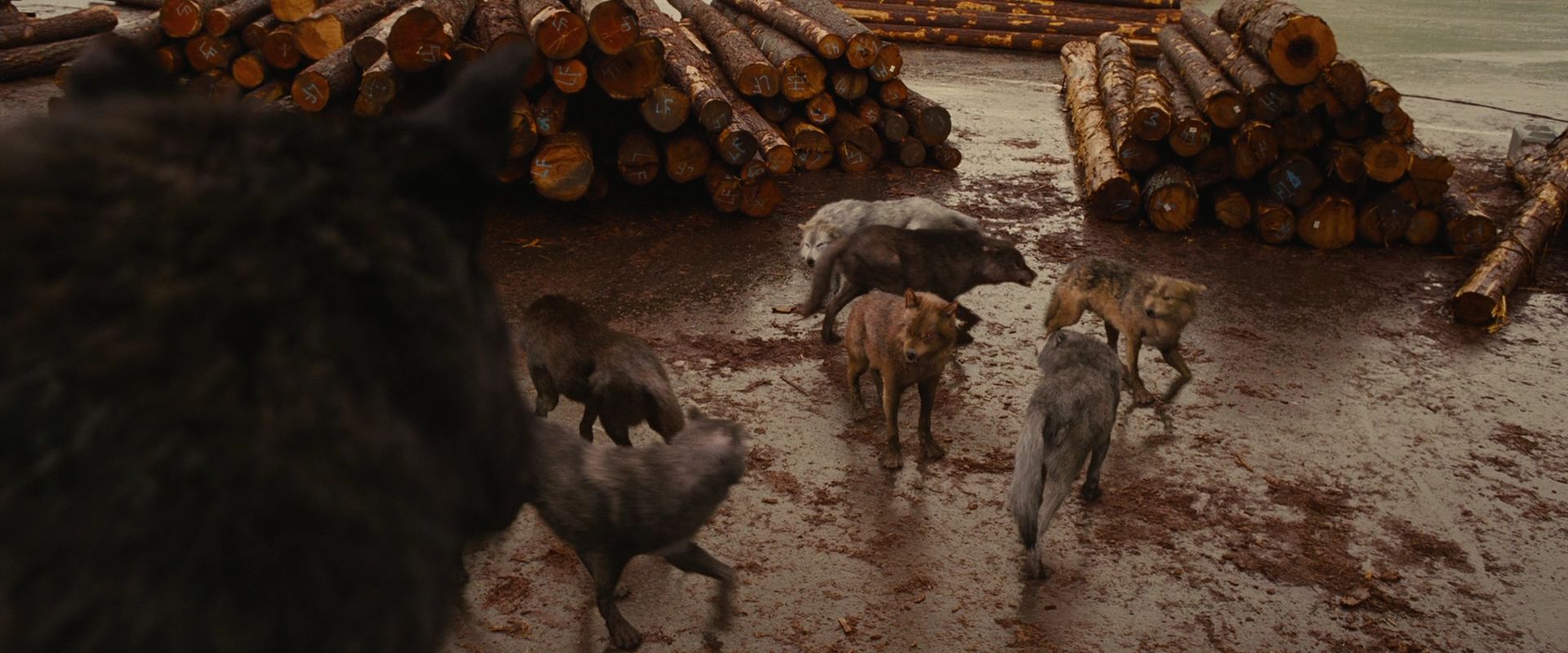 BreakingDawnPt1-2620.jpg