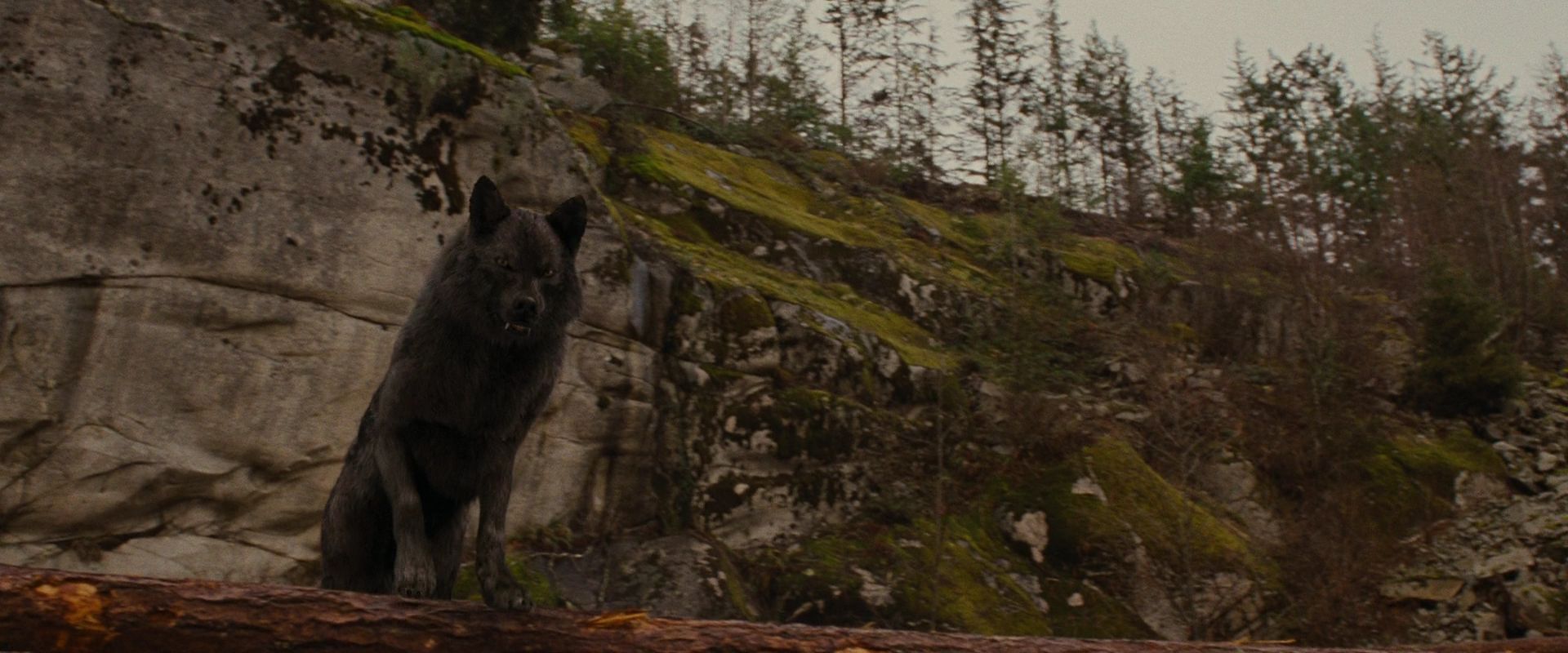 BreakingDawnPt1-2622.jpg