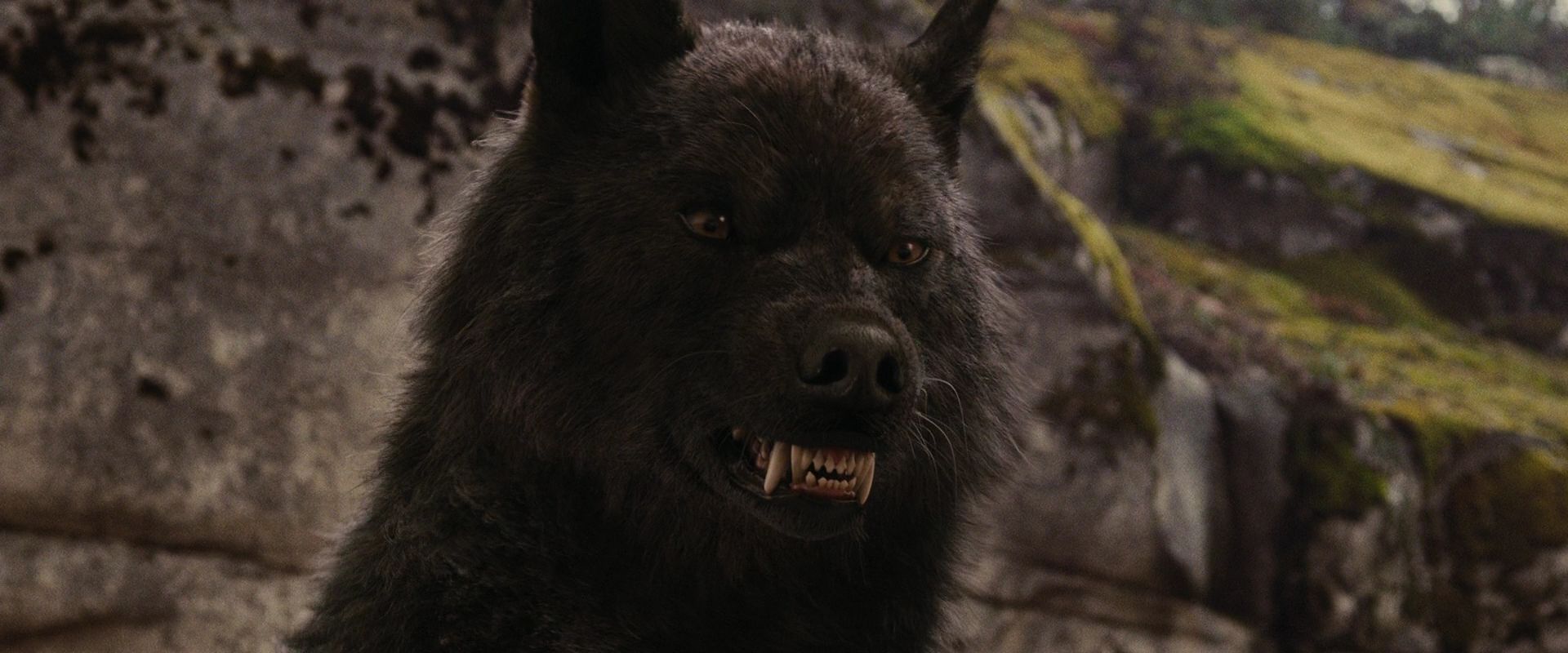 Черный волк из сумерек фото