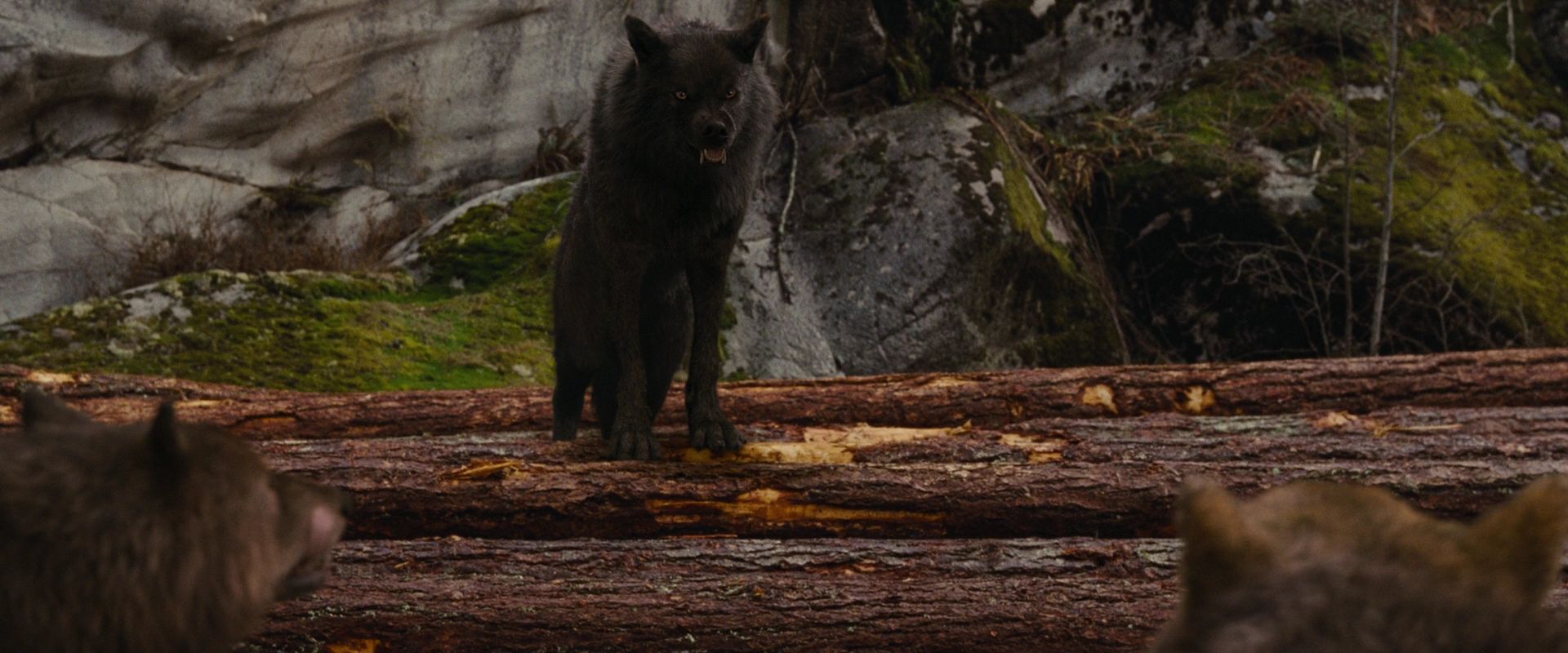 BreakingDawnPt1-2632.jpg