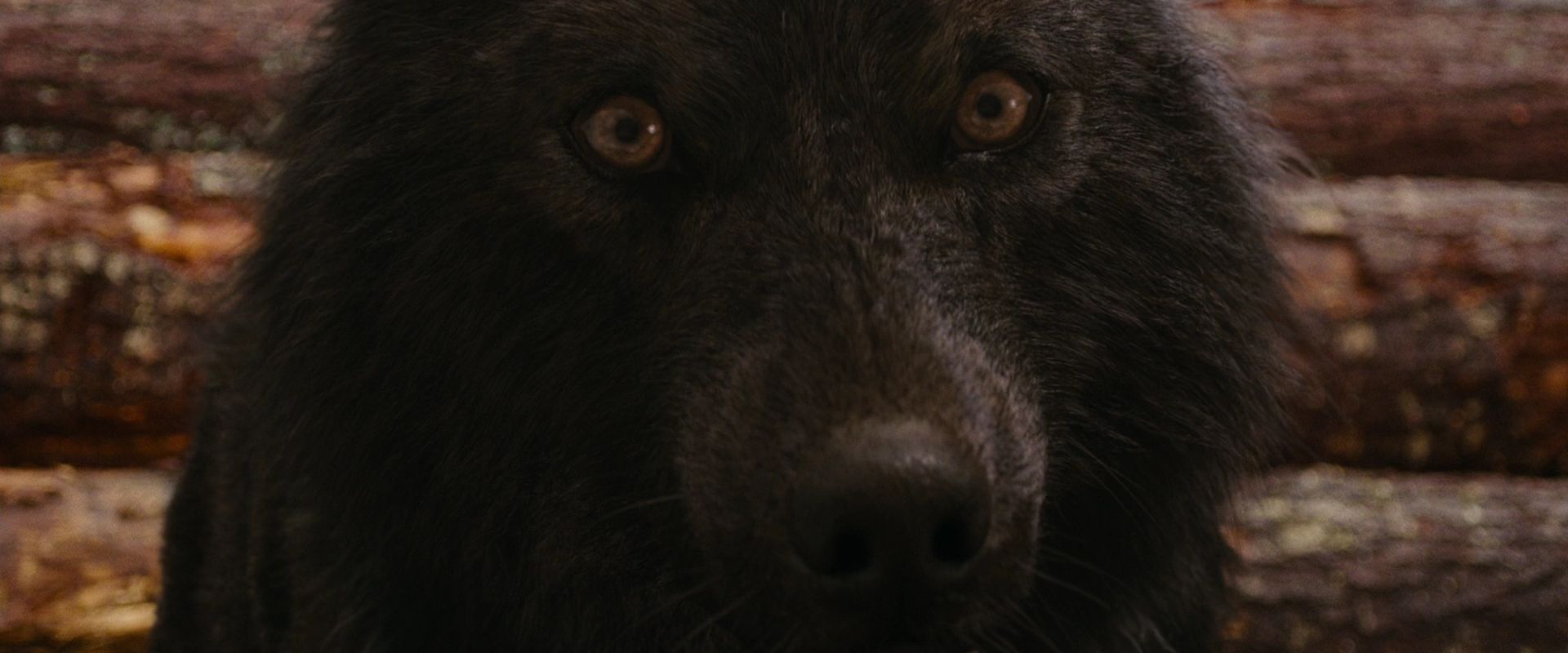 BreakingDawnPt1-2662.jpg