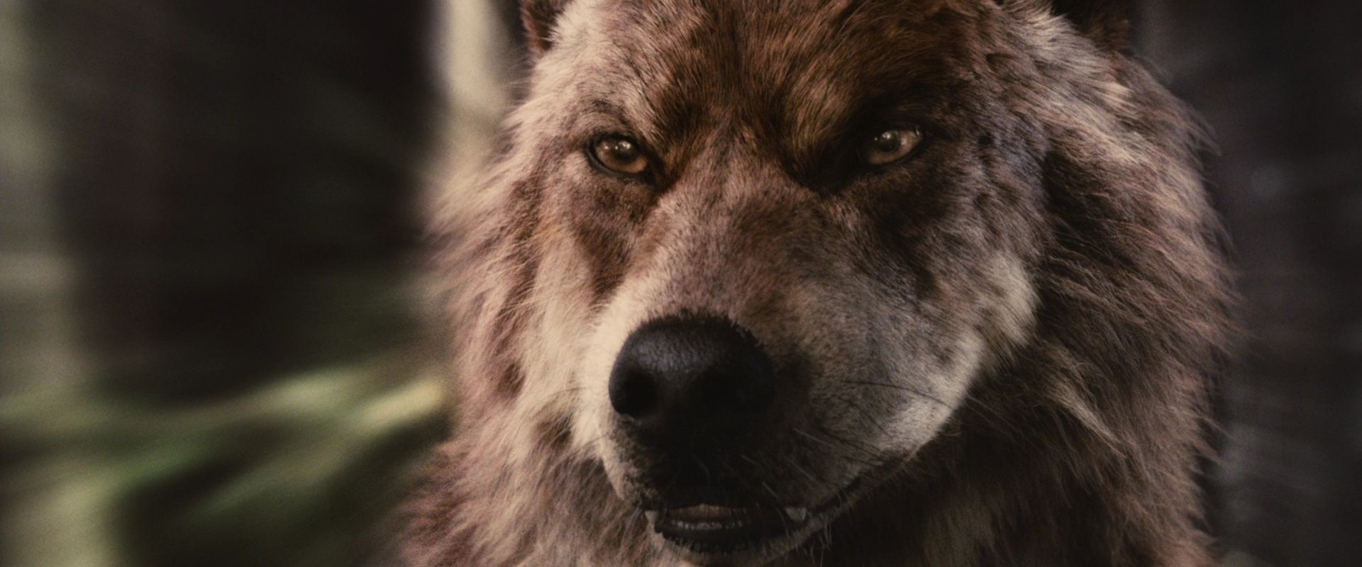 BreakingDawnPt1-3830.jpg