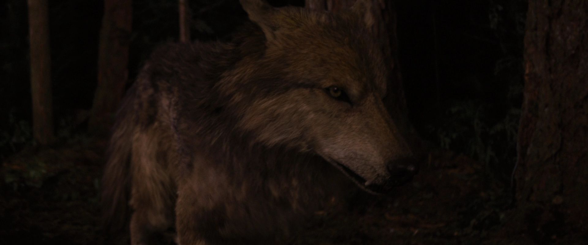 BreakingDawnPt1-3891.jpg