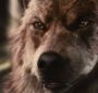 BreakingDawnPt1-3830.jpg