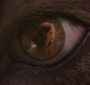 BreakingDawnPt1-3832.jpg