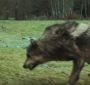 NewMoonTrailer0158.jpg