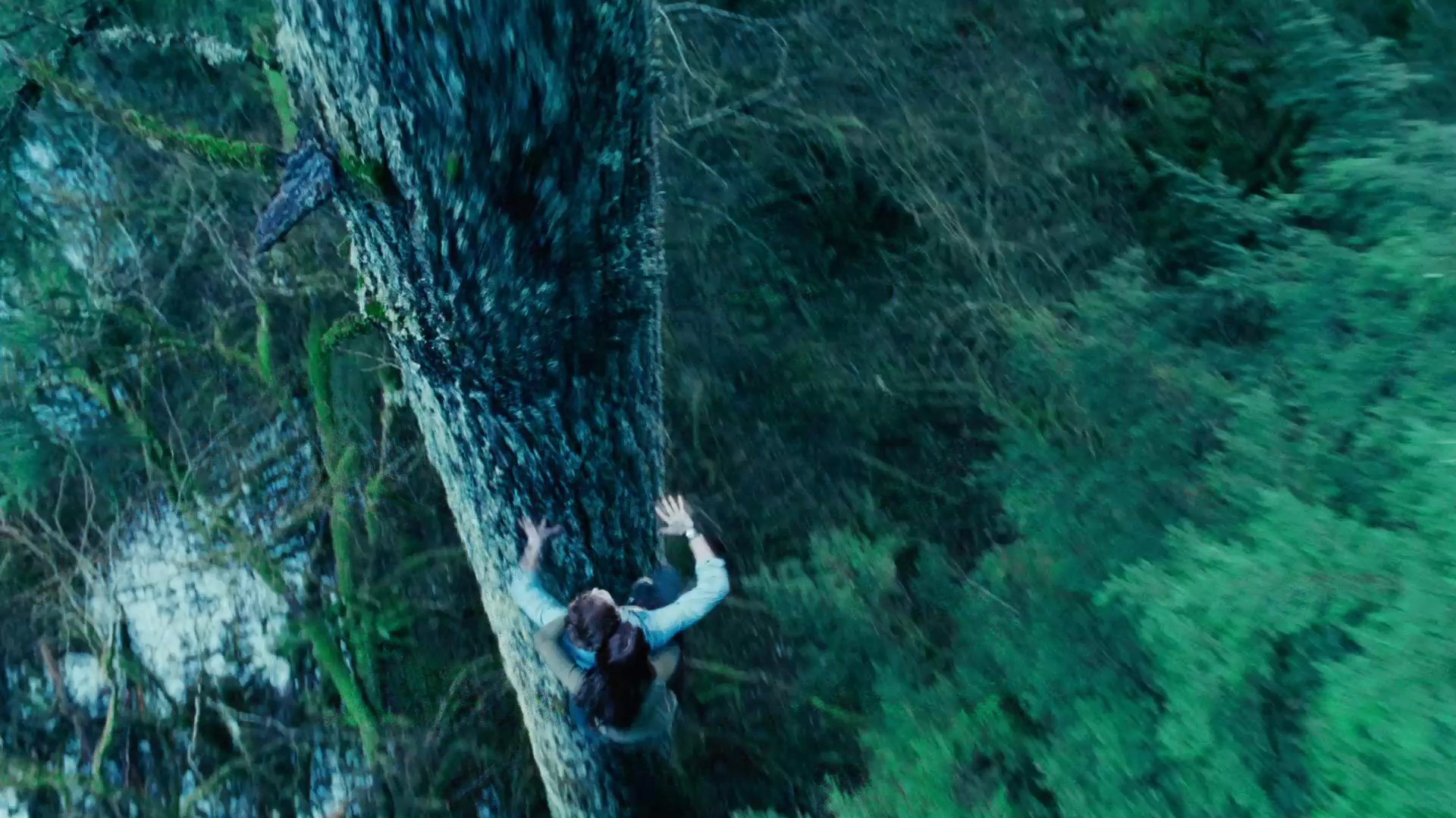 Деревья из фильма Сумерки