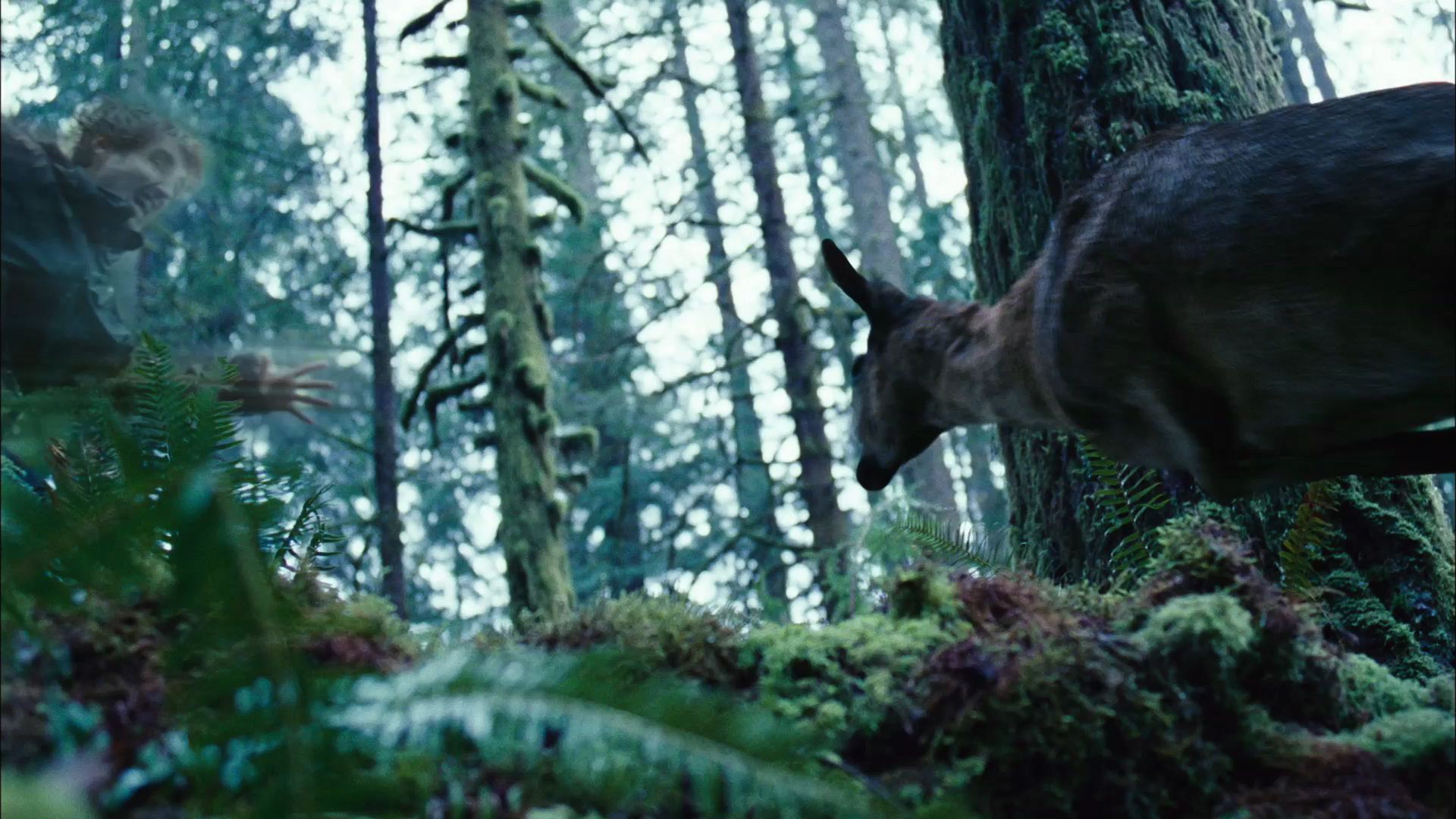 TwilightTeaser1_0011.jpg